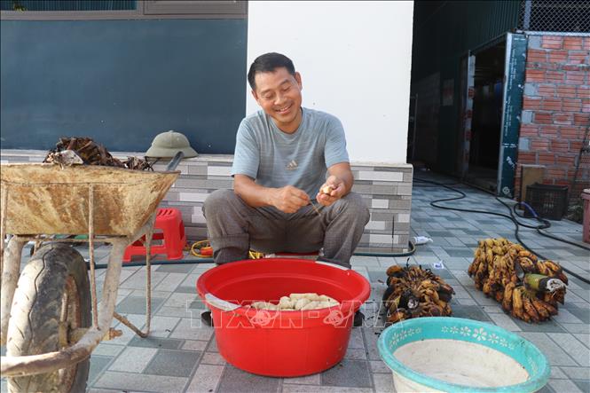 Anh Nguyễn Thành bóc chuối làm thức ăn cho chồn hương tại trang trại nuôi chồn ở xã Thạch Hà. Ảnh: Hoàng Ngà - TTXVN