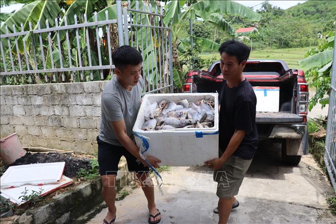 Thức ăn của chồn hương chủ yếu là cá và chuối. Ảnh: Hoàng Ngà - TTXVN