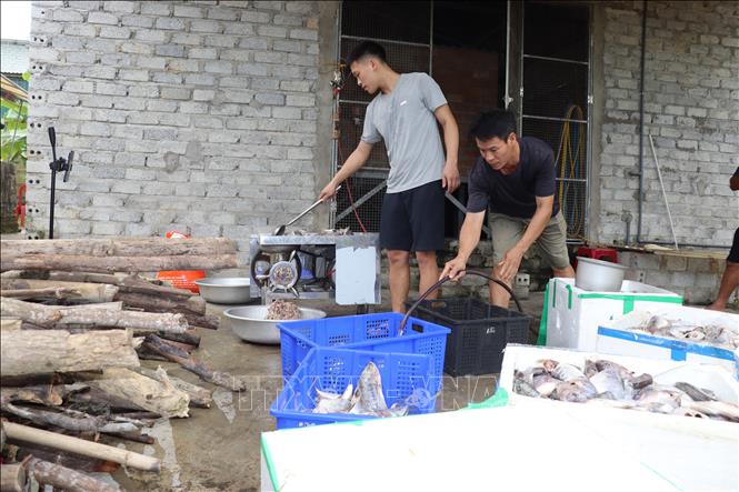 Nông dân xã Mai Hoa chuẩn bị thức ăn cho chồn hương. Ảnh: Hoàng Ngà - TTXVN