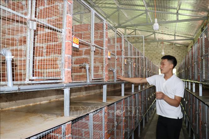 Chồn hương được nuôi trong hệ thống chuồng trại dạng tầng, giúp tối ưu hóa diện tích và dễ dàng quản lý. Ảnh: Hoàng Ngà - TTXVN