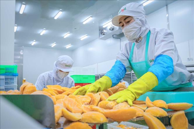 Sự gia tăng của các doanh nghiệp, nhà máy, cơ sở sản xuất tạo thêm nhiều việc làm, thu hút lao động từ khu vực nông thôn vào các ngành nghề có thu nhập và điều kiện làm việc ổn định, góp phần nâng cao thu nhập, cải thiện đời sống người dân, đồng thời đáp ứng nhu cầu nhân lực cho quá trình công nghiệp hóa, hiện đại hóa và phát triển kinh tế - xã hội của thành phố. Ảnh: Hoàng Hiếu - TTXVN