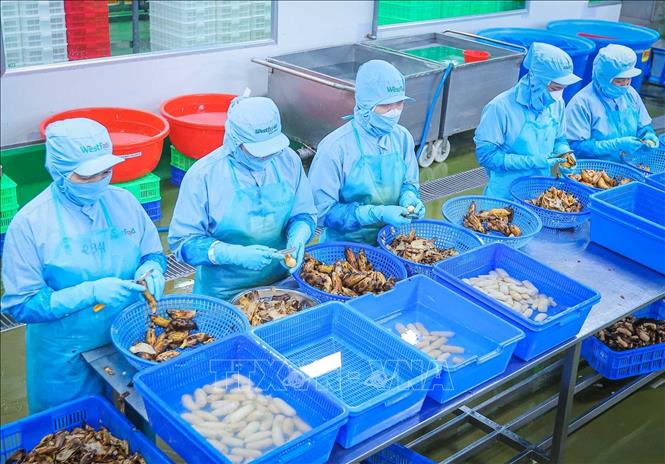 Cần Thơ đang thu hút ngày càng nhiều doanh nghiệp trong và ngoài nước đầu tư vào các khu công nghiệp, cụm công nghiệp, góp phần mở rộng sản xuất, tạo thêm việc làm và thu nhập ổn định cho người lao động, qua đó thúc đẩy phát triển kinh tế - xã hội của thành phố. Ảnh: Hoàng Hiếu - TTXVN