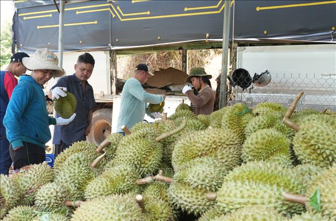 Nhà vườn tại xã Đạ Huoai 2 (địa phương trồng sầu riêng chủ lực ở Lâm Đồng) thu hoạch phục vụ xuất khẩu trong niên vụ 2026. Ảnh: Nguyễn Dũng – TTXVN 

