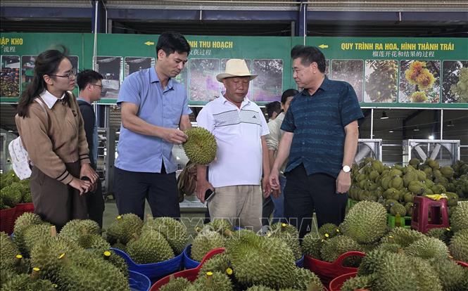 Các đại biểu tham quan khu vực phân loại, xử lý sầu riêng phục vụ xuất khẩu của một đơn vị trên địa bàn xã Bảo Lâm 2 (Lâm Đồng). Ảnh: Nguyễn Dũng – TTXVN
