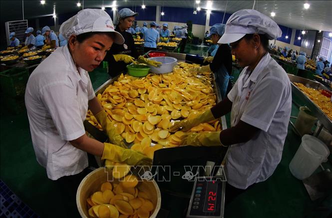 Chế biến trái cây xuất khẩu tại Công ty Ba Sương Hậu Giang, phường Vị Thanh, thành phố Cần Thơ. Ảnh: Duy Khương – TTXVN