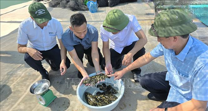 Đoàn kểm tra đàn cá song nuôi từ tháng 4/2026 đến nay, hiện đạt trọng lượng ước khoảng 600g/con. Ảnh: Thanh Vân - TTXVN 