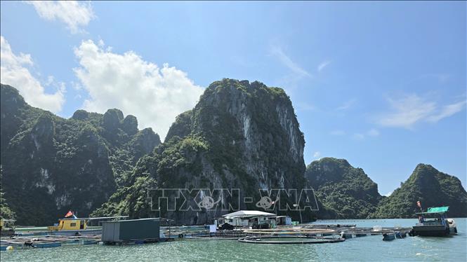 ​Mô hình lồng HDPE thử nghiệm tại HTX Thắng Lợi (đặc khu Vân Đồn, thành phố Quảng Ninh) phát huy hiệu quả chịu sóng bão vượt trội trên vùng biển quy hoạch 139.000 ha. Ảnh: Thanh Vân - TTXVN