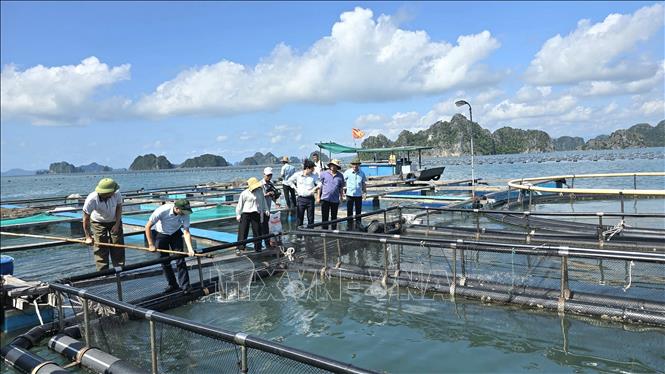 Mô hình nuôi cá song bằng lồng HDPE VietGap có khả năng chống chọi với biến đổi khí hậu tốt hơn lồng gỗ, tuy nhiên giá thành khá cao, các hộ dân cần thời gian để thay đổi. Ảnh: Thanh Vân - TTXVN