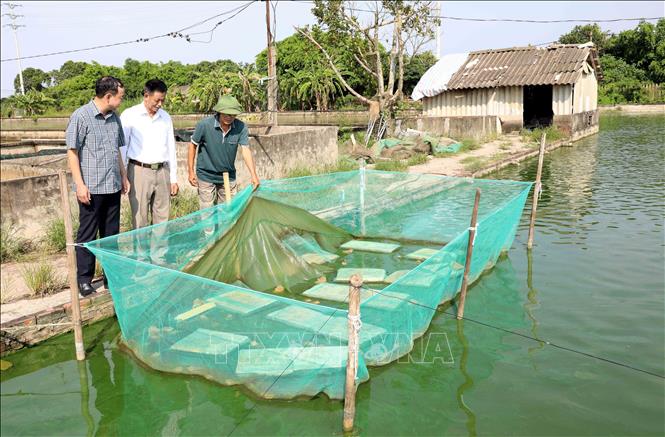 Mô hình nuôi cá rô đồng kết hợp nuôi ếch thương phẩm cho hiệu quả kinh tế cao của gia đình ông Bùi Thọ Thính (thôn 21, xã Đông Hưng, tỉnh Hưng Yên). Ảnh: Thu Hoài - TTXVN