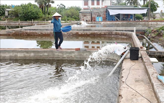 Thông qua Chi hội Phụ nữ thôn Thanh Lâm (xã Đồng Châu, tỉnh Hưng Yên), năm 2025, chị Nguyễn Thị Hiền được tiếp cận nguồn vốn vay 100 triệu đồng tại Phòng Giao dịch Ngân hàng Chính sách xã hội Tiền Hải, phục vụ phát triển kinh tế. Ảnh: Thu Hoài - TTXVN