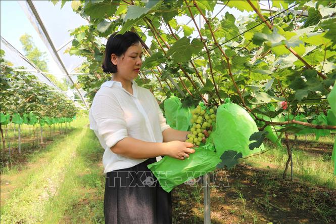 Từ nguồn vốn tín dụng chính sách cho vay giải quyết việc làm, đến nay, gần 15.000 người dân tại Hưng Yên được tiếp cận nguồn vốn, phát triển kinh tế. Ảnh: Thu Hoài - TTXVN