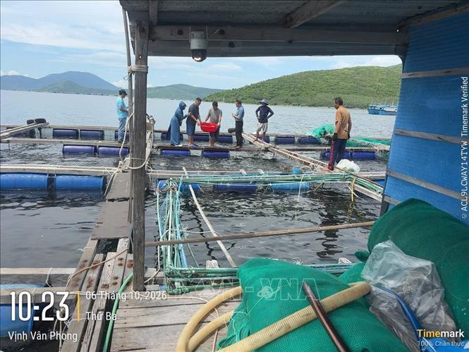 Cơ quan chức năng xác định nguyên nhân cá chim nuôi lồng chết tại Khánh Hòa. Ảnh TTXVN phát 