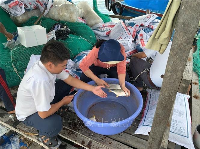 Cơ quan chức năng xác định nguyên nhân cá chim nuôi lồng chết tại Khánh Hòa. Ảnh TTXVN phát 
