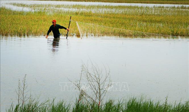 Để thích ứng tốt với lũ Cần Thơ không phải cố gắng ngăn nước bằng mọi giá, mà là biết quy hoạch để nước có chỗ đi, có chỗ chứa; biết tổ chức sản xuất theo mùa nước; biết khai thác giá trị từ sông, đồng và hệ sinh thái. Ảnh: Duy Khương – TTXVN