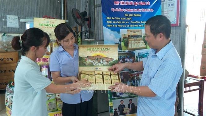 Các doanh nghiệp trên địa bàn tỉnh Phú Thọ đang từng bước nâng giá trị nông sản đặc trưng thông qua chế biến, xây dựng thương hiệu và mở rộng thị trường, tạo thêm sinh kế, mở ra hướng phát triển bền vững cho kinh tế nông thôn. Trong ảnh: Sản phẩm mì gạo Hùng Lô đạt OCOP 5 sao và được xuất khẩu sang thị trường Nhật Bản, Đài Loan. Ảnh: Nguyễn Thảo – TTXVN