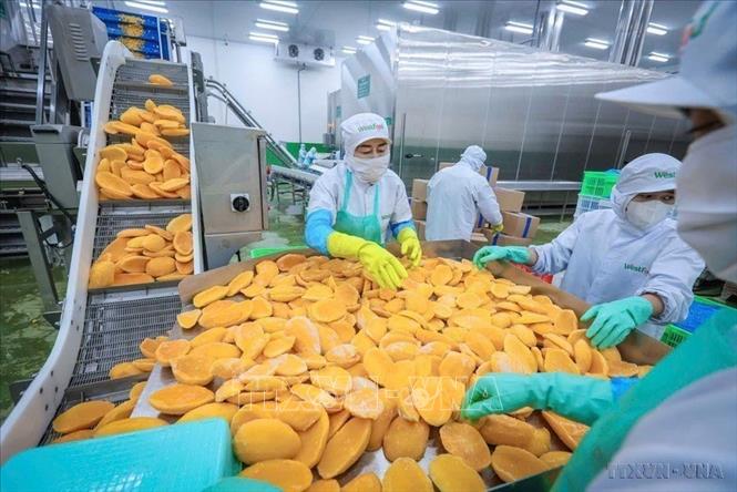 Với hệ thống máy móc hiện đại, đồng bộ, doanh nghiệp chế biến và xuất khẩu trái cây WestFood hướng tới trở thành trung tâm chế biến nông sản trọng điểm của Đồng bằng sông Cửu Long, góp phần nâng cao giá trị nông sản Việt Nam. Ảnh: Hoàng Hiếu – TTXVN