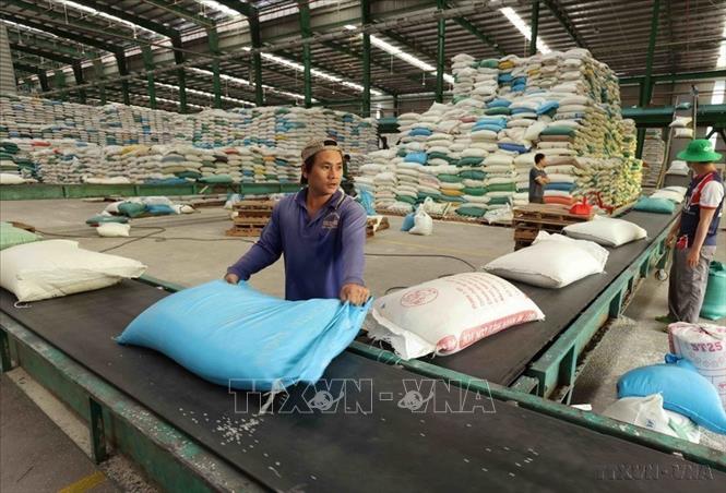 Đưa nguyên liệu gạo vào chế biến phục vụ thị trường trong nước và xuất khẩu ở nhà máy gạo Hạnh Phúc (xã Lương An Trà, huyện Tri Tôn, tỉnh An Giang). Ảnh: Vũ Sinh – TTXVN