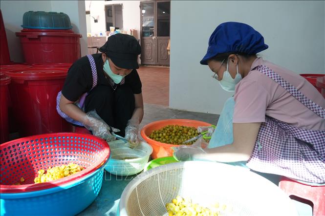 Sơ chế chanh rừng làm ô mai chanh. Ảnh: Tiến Vĩnh – TTXVN