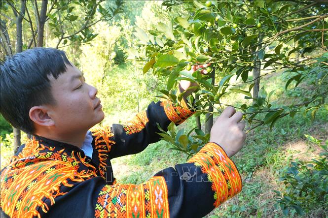 Những quả chanh rừng chuẩn bị thu hoạch tại vườn đồi của gia đình người dân. Ảnh: Tiến Vĩnh –TTXVN