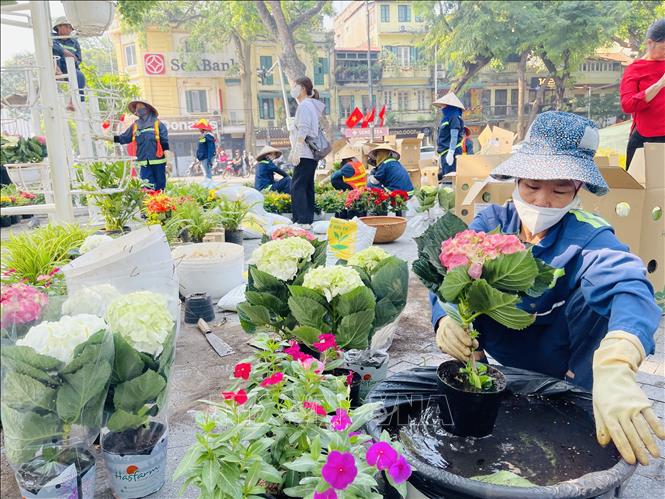 Người công nhân chuẩn bị hoa trang trí cụm tiểu cảnh ven hồ Hoàn Kiếm. Ảnh: Tuyết Mai – TTXVN

