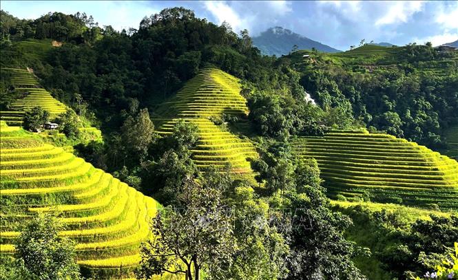 Nắng thu thắp sáng những tầng ruộng vàng giữa màu xanh của núi rừng. Ảnh: Minh Tâm-TTXVN