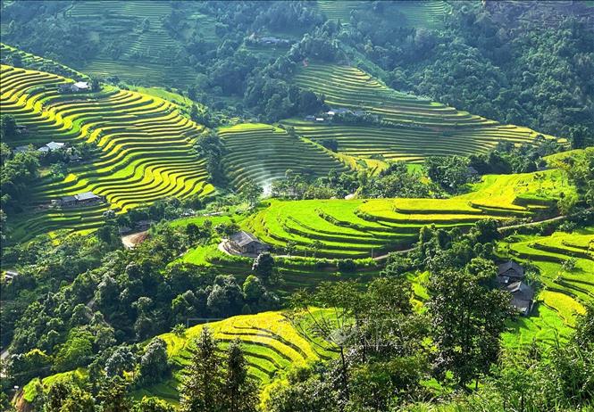 Những dải lúa chín lượn quanh sườn núi, ôm lấy nếp nhà bình yên. Ảnh: Minh Tâm-TTXVN