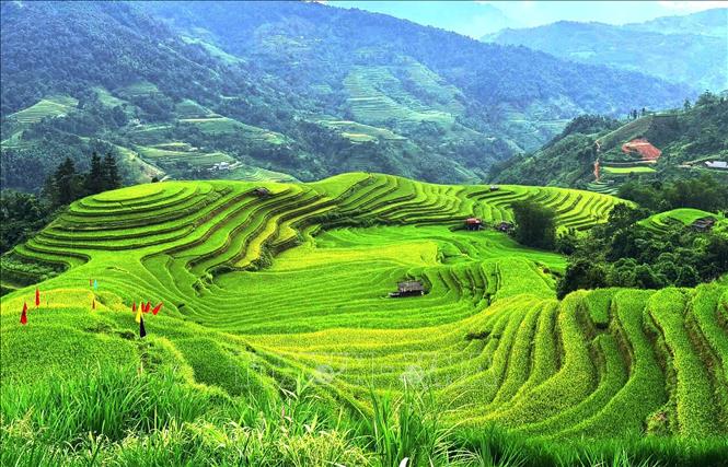 Những triền lúa nối tiếp nhau trong vòng ôm của núi rừng Hoàng Su Phì. Ảnh: Minh Tâm-TTXVN
