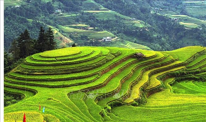 Từng bậc lúa xếp tầng, vẽ những đường cong duyên dáng trên sườn núi. Ảnh: Minh Tâm-TTXVN