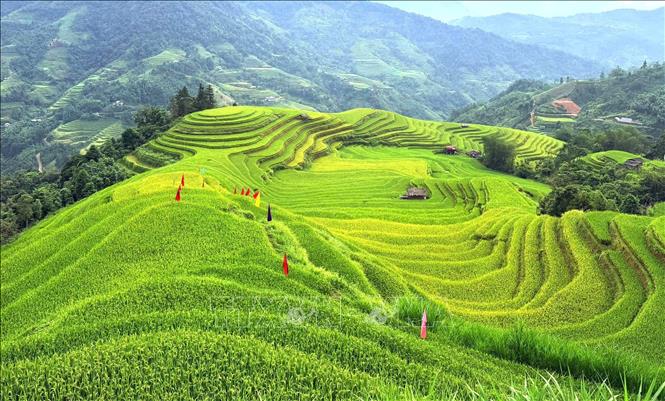 Mùa vàng trải theo những nếp ruộng, mềm mại từ chân đồi lên đỉnh. Ảnh: Minh Tâm-TTXVN