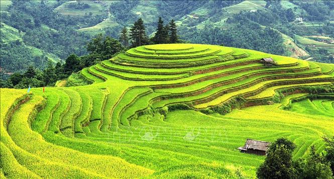 Ruộng bậc thang uốn những vòng cung mềm mại giữa màu xanh đại ngàn. Ảnh: Minh Tâm-TTXVN