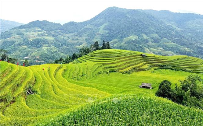 Những lớp ruộng nối nhau, đưa sắc thu lên triền núi Hoàng Su Phì. Ảnh: Minh Tâm-TTXVN