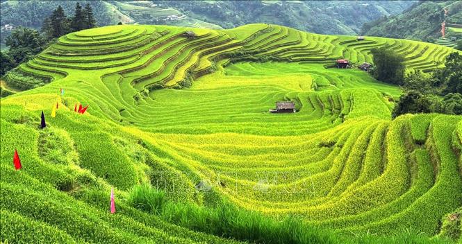 Những “con sóng” lúa vàng ôm lấy mái lán nhỏ giữa lưng chừng núi. Ảnh: Minh Tâm-TTXVN