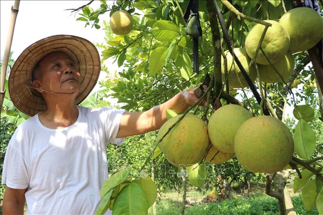 Ông Trần Quang Huynh, năm nay 71 tuổi, đã có hơn 40 năm kinh nghiệm trồng giống bưởi đào. Theo ông Huynh, để cây có tỷ lệ ra hoa, đậu quả cao, người nông dân cần phải chủ động thụ phấn cho hoa. Ảnh: Mạnh Minh - TTXVN