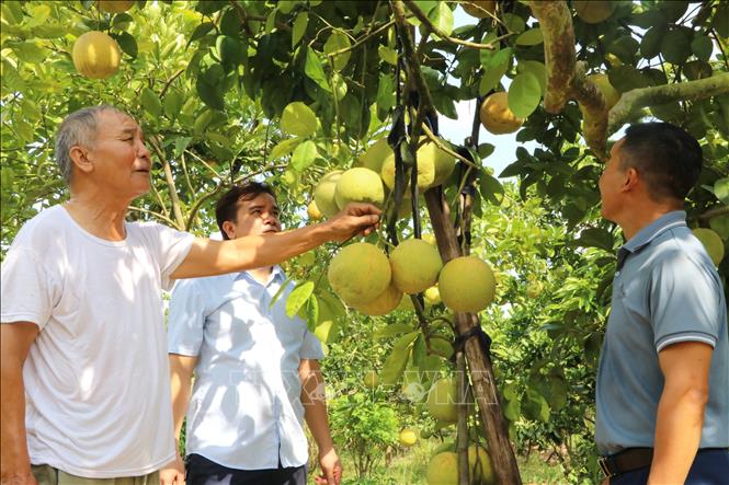 Cây bưởi là cây dễ trồng, dễ chăm sóc, cây càng lâu năm càng cho sản lượng cao. Vườn bưởi nhà ông Huynh có những cây bưởi đào hơn 30 năm tuổi. Ảnh: Mạnh Minh - TTXVN