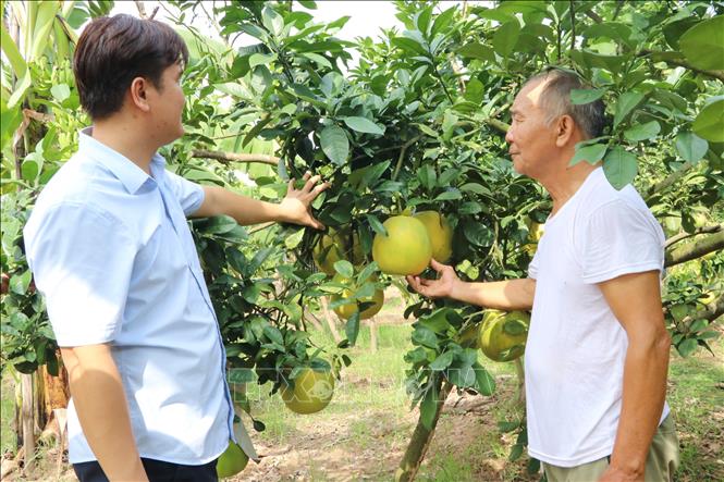 Nhờ được chăm sóc đúng quy trình hướng dẫn của cơ quan chuyên môn theo tiêu chuẩn sản xuất sạch nên bưởi đào Lập Lễ ở xã Hà Đông được nhiều khách hàng tin dùng, thị trường tiêu thụ thuận lợi. Ảnh: Mạnh Minh - TTXVN