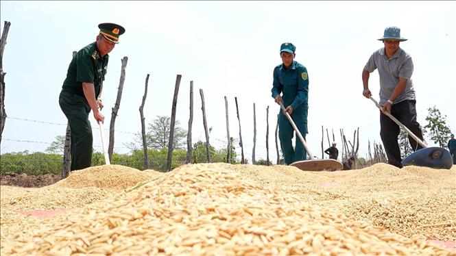  Lực lượng biên phòng và chính quyền địa phương hỗ trợ người dân xã Ia Mơ (Gia Lai) thu hoạch lúa nước 2 vụ. Ảnh: Hồng Điệp - TTXVN