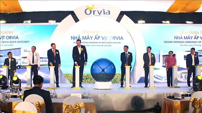 Các đại biểu thực hiện nghi thức khánh thành Nhà máy ấp vịt Orvia Tây Ninh, đánh dấu bước phát triển mới trong ứng dụng công nghệ vào lĩnh vực chăn nuôi thủy cầm tại địa phương. Ảnh: Minh Phú – TTXVN