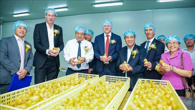 Các đại biểu tham quan khu vực vịt con tại Nhà máy ấp vịt Orvia Tây Ninh, ứng dụng công nghệ ấp nở hiện đại, hướng đến nâng cao chất lượng và độ đồng đều của con giống. Ảnh: Minh Phú – TTXVN