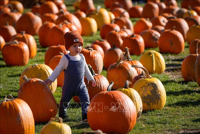 Một em nhỏ đi giữa những quả bí ngô tại một trang trại ở thành phố Richmond, tỉnh British Columbia, Canada, ngày 11/10/2026. Ảnh: THX/TTXVN phát