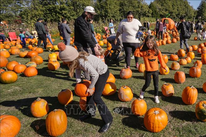 Trải nghiệm thu hoạch bí ngô tại trang trại ở Richmond, British Columbia, Canada ngày 11/10/2026. Ảnh: THX/TTXVN phát