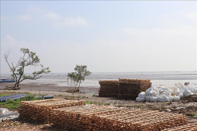 Vật liệu phục vụ dự án chống xói lở bờ biển Gò Công được tập kết nơi đai rừng phòng hộ bị xâm thực. Ảnh: Hữu Chí - TTXVN