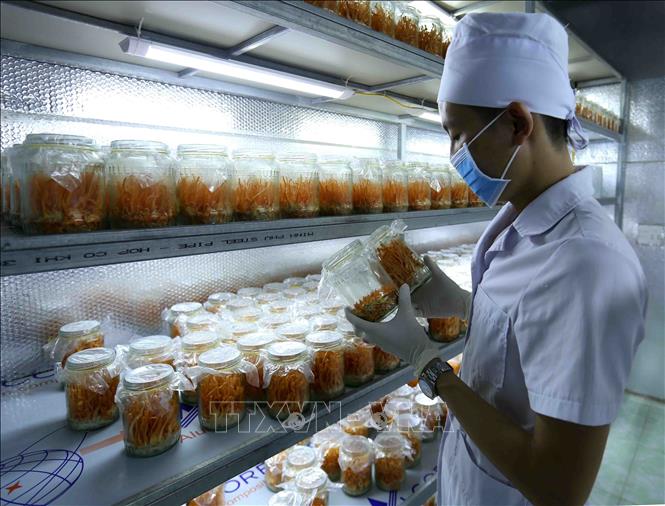 Hộ nông dân ở xã Đông Hưng, huyện Lục Nam (Bắc Giang) được Hội Nông dân tỉnh hỗ trợ cho vay vốn để xây dựng nhà xưởng trồng nấm đông trùng hạ thảo, phát huy hiệu quả kinh tế cao (2019). Ảnh: Vũ Sinh – TTXVN