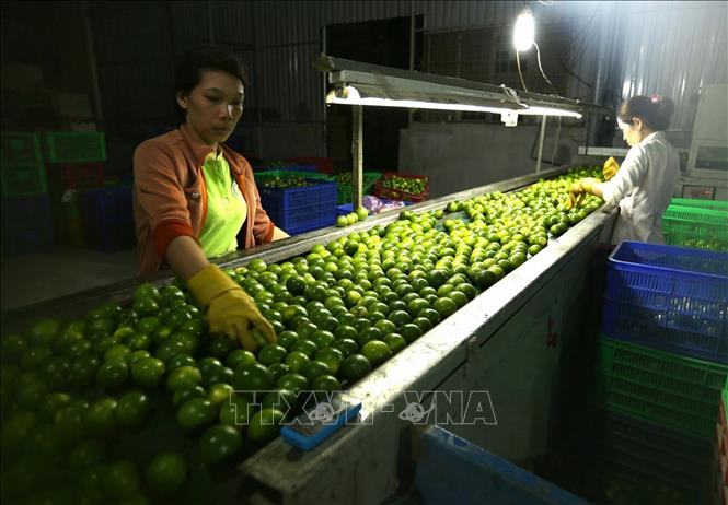 Doanh nghiệp Hải Âu ở xã Lương Hòa, huyện Bến Lức mỗi năm xuất khẩu hơn 10.000 tấn quả, đạt doanh thu hơn 7 tỷ đồng, tạo việc làm cho hơn 20 lao động (2020). Ảnh: Vũ Sinh - TTXVN