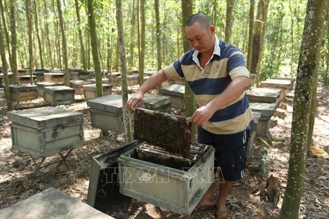 Nuôi ong lấy mật, phát triển kinh tế hộ gia đình theo tiêu chí Nông thôn mới tại hộ nông dân Nguyễn Văn Thuận, xã Hành Đức, huyện Nghĩa Hành, tỉnh Quảng Ngãi (2016). Ảnh: Vũ Sinh - TTXVN