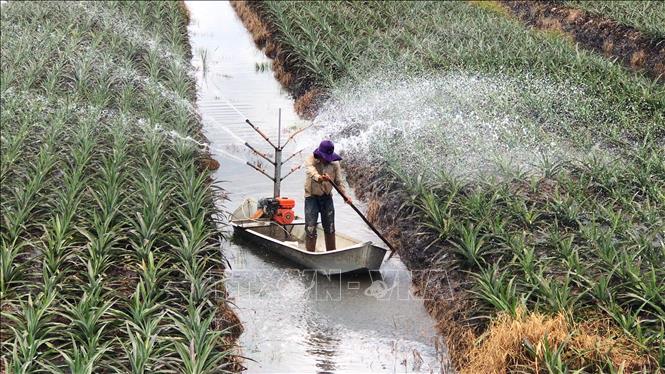 Nông dân huyện Bến Cầu, tỉnh Tây Ninh tự chế các công cụ tưới cây khóm canh tác trên diện tích đất nhiễm phèn 2020. Ảnh: Lê Đức Hoảnh - TTXVN