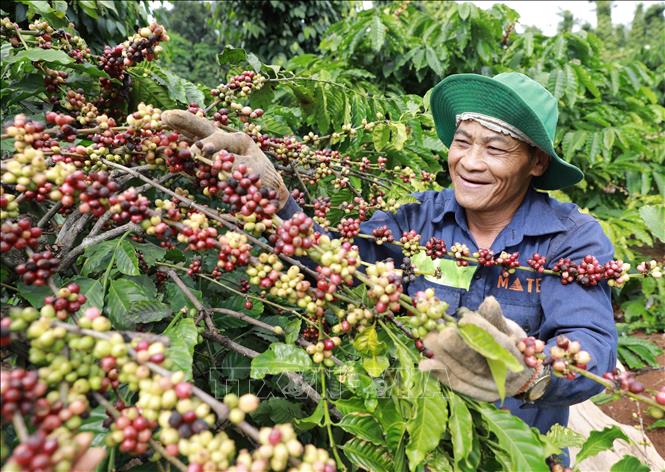 Nông dân tỉnh Đắk Lắk thu hoạch cà phê. Hiện, tỉnh Đắk Lắk đang tập trung tái cơ cấu lại ngành hàng cà phê phát triển theo hướng bền vững, nâng cao chất lượng, đa dạng hóa sản phẩm, mang lại giá trị gia tăng cao (2020). Ảnh: Vũ Sinh - TTXVN