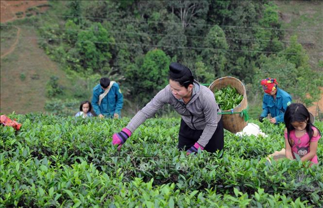 Hội Nông dân huyện Thuận Châu, tỉnh Sơn La triển khai hàng trăm dự án cho nhiều hộ nông dân được vay vốn từ nguồn Quỹ hỗ trợ nông dân để đầu tư sản xuất, phát triển chăn nuôi, tạo ra các sản phẩm, dịch vụ, mang lại thu nhập từ hàng chục đến hàng trăm triệu đồng/năm (2018). Ảnh: Quang Quyết - TTXVN