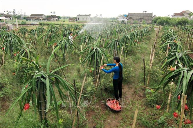 Mô hình trồng thanh long ruột đỏ của hộ nông dân Nguyễn Văn Thanh, xóm 7, xã Yên Lộc, huyện Kim Sơn được Hội Nông dân tỉnh Ninh Bình chuyển giao khoa học kỹ thuật và hỗ trợ vốn sản xuất đã phát huy hiệu quả, mỗi năm cho thu nhập hơn 200 triệu đồng (2020). Ảnh: Vũ Sinh - TTXVN