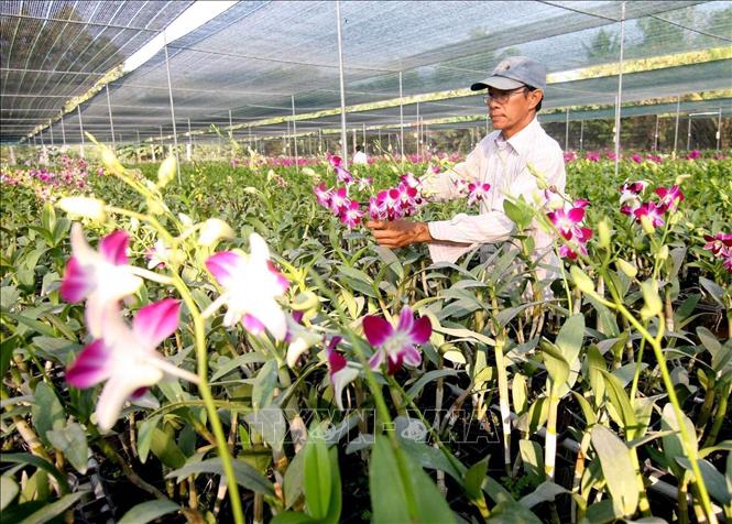 Hội Nông dân tỉnh Đồng Tháp tích cực hưởng ứng phong trào “Sản xuất, kinh doanh giỏi, đoàn kết giúp nhau làm giàu và giảm nghèo bền vững”. Trong ảnh: Hộ nông dân Tống Văn Kinh, TP Cao Lãnh là hộ nông dân sản xuất kinh doanh giỏi cấp tỉnh nhiều năm. Mỗi năm, mô hình trồng hoa lan của gia đình thu lãi hơn 700 triệu đồng (2020). Ảnh: Vũ Sinh - TTXVN
