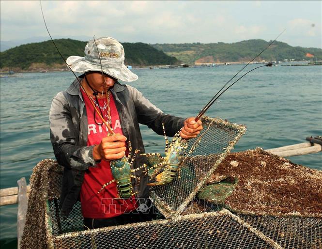 Hộ nông dân nuôi tôm hùm Hoàng Mạnh Hưng ở phường Xuân Yên, thị xã Sông Cầu, tỉnh Phú Yên là hộ nông dân sản xuất giỏi của tỉnh, 2 năm liền được nhận Bằng khen của TƯ Hội Nông dân Việt Nam (2020). Ảnh: Vũ Sinh - TTXVN
